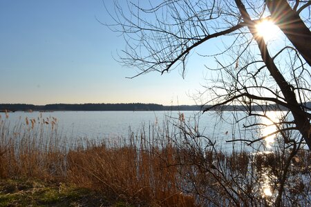 Reed lausitz nature
