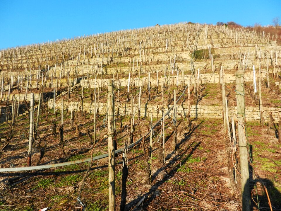 March vegetation calm terraces photo