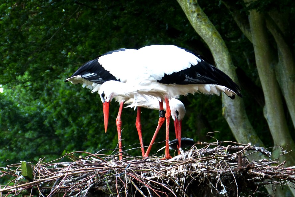 Föhr nature stork