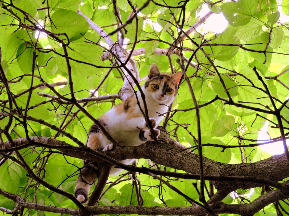 Feline branch animal