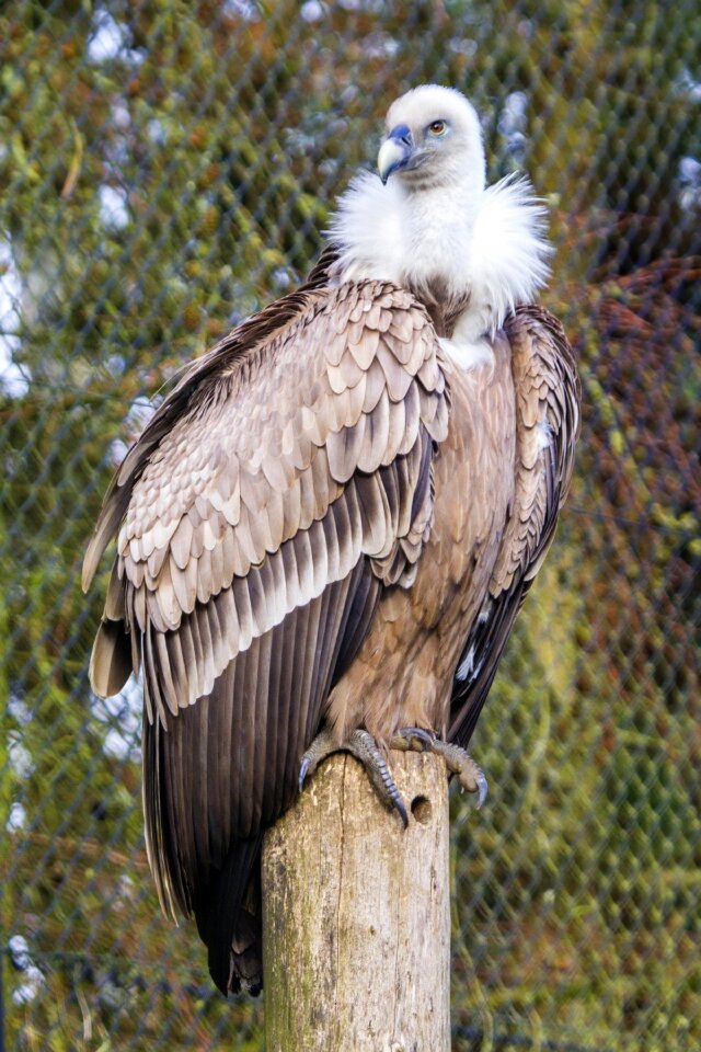 Bird zoo beak