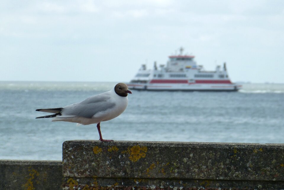 Black headed gull sea water