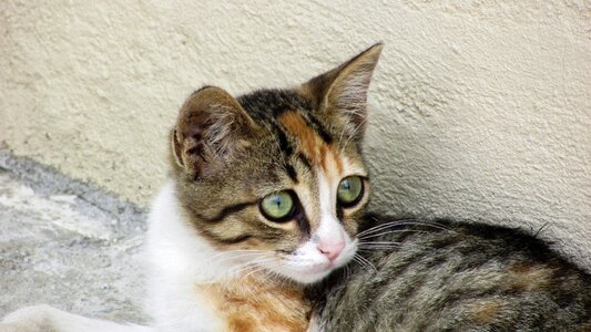 Animal kitten kitty