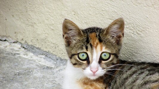 Animal kitten kitty