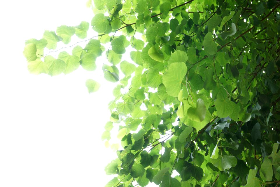 Leaf tree backlighting