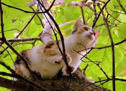 Feline branch animal