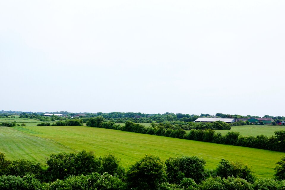 Meadow tree horizon