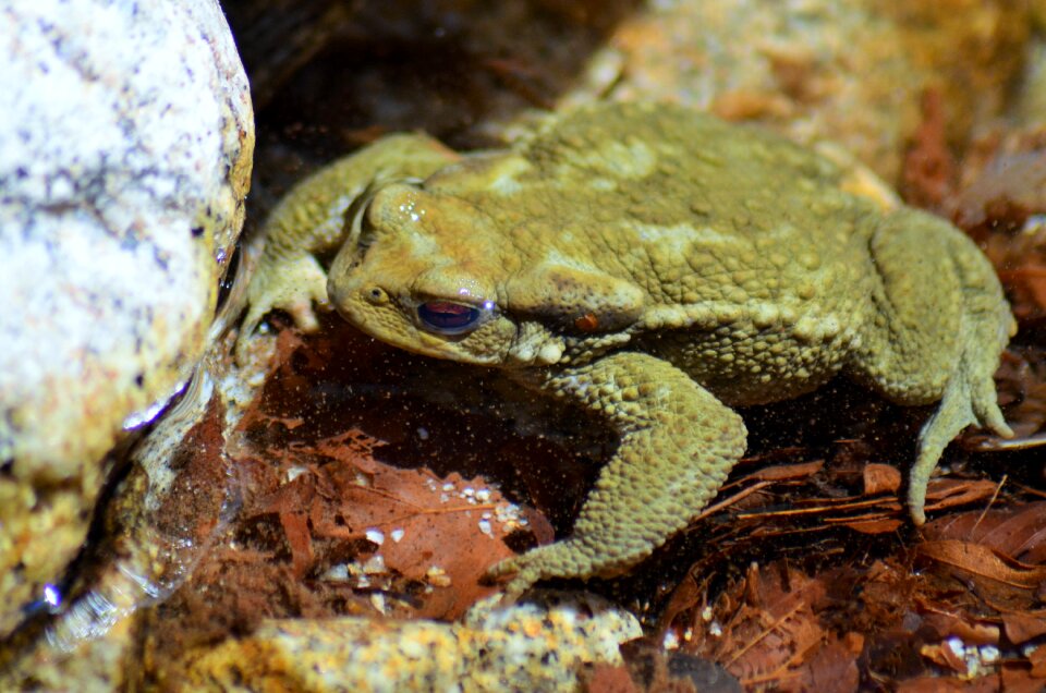 Water nature animal