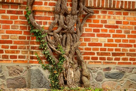 Engine plant gnarled