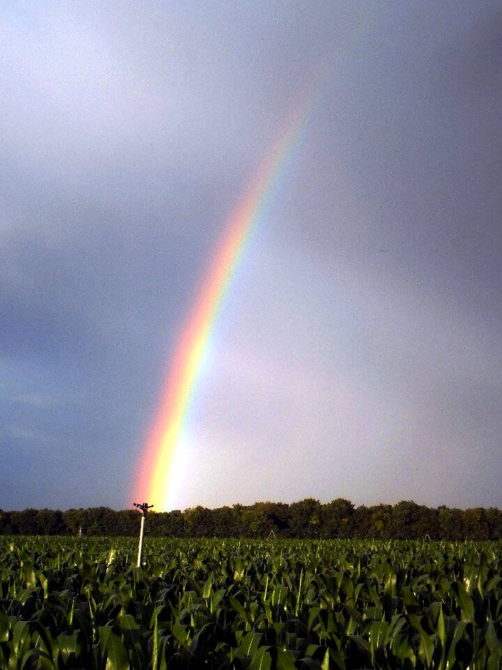 Nature rain alsace