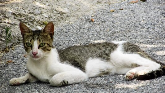 Animal kitten kitty