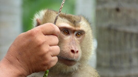 Zoo nature thailand photo