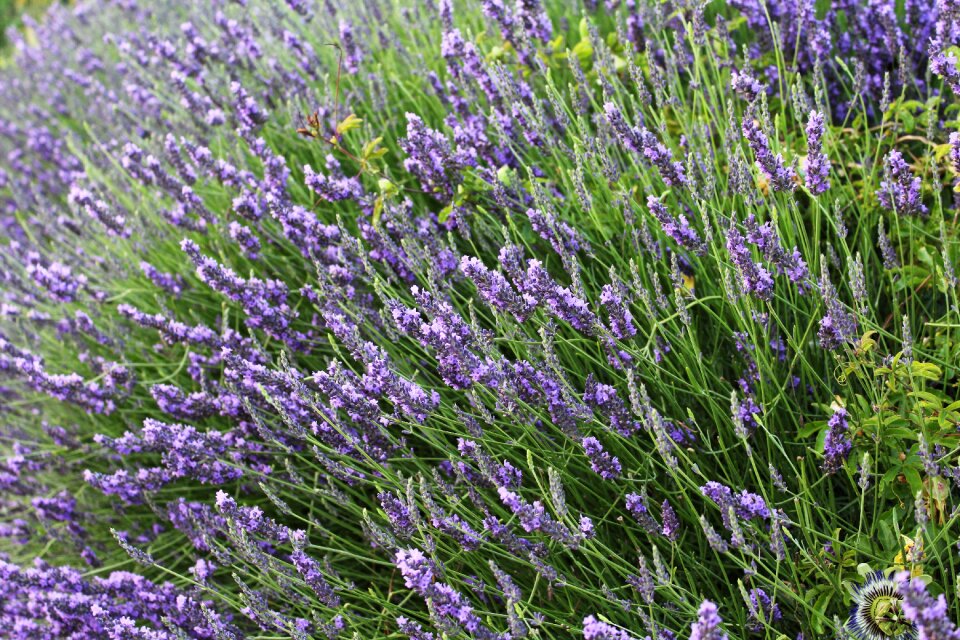 Summer scents violet photo