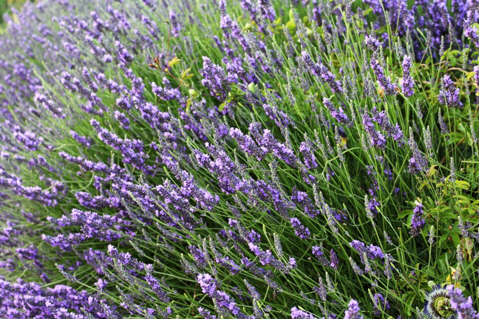 Summer scents violet