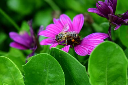 Pollen collect food
