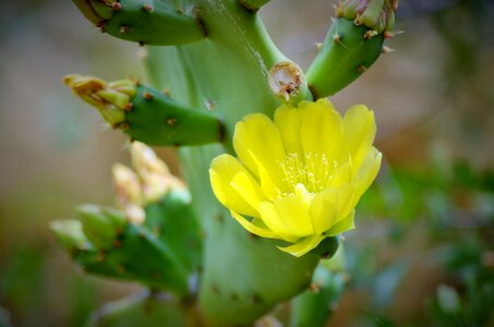 Thorns quills nature photo