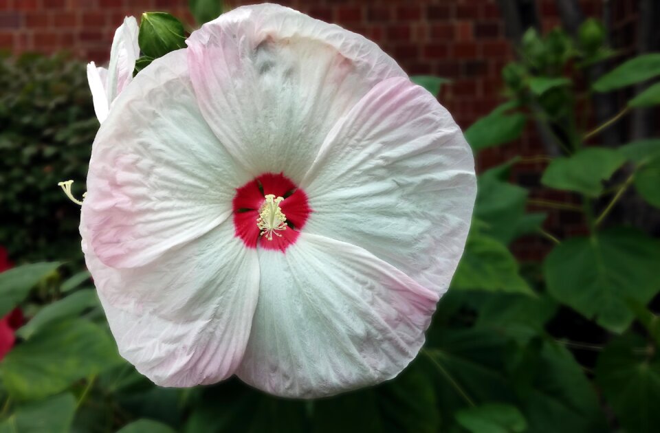 Rose mallow pink white photo