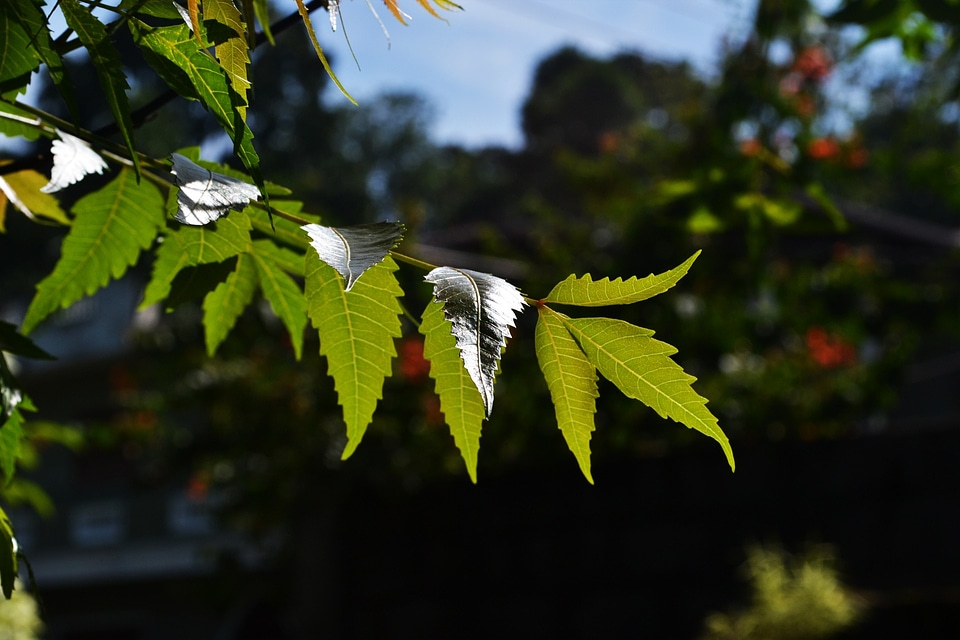 Plant leaf sunlight