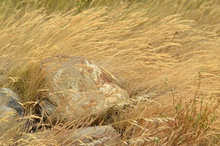 Fields plants wild plant