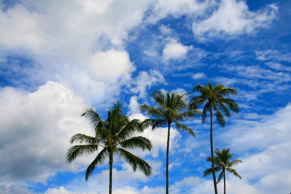 Blue tree exotic