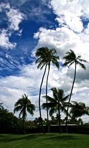 Tree paradise palm tree