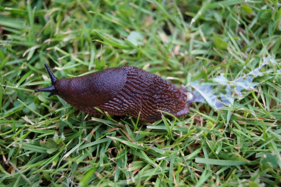 Animal mucus locomotion
