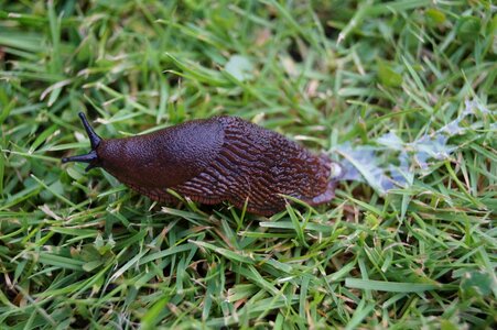 Animal mucus locomotion