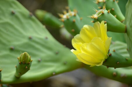 Quills nature plant