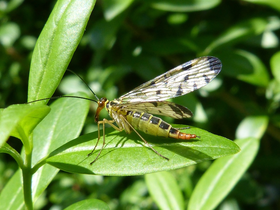 Nature macro panorpidae