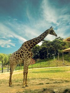 Animal the scenery zoo