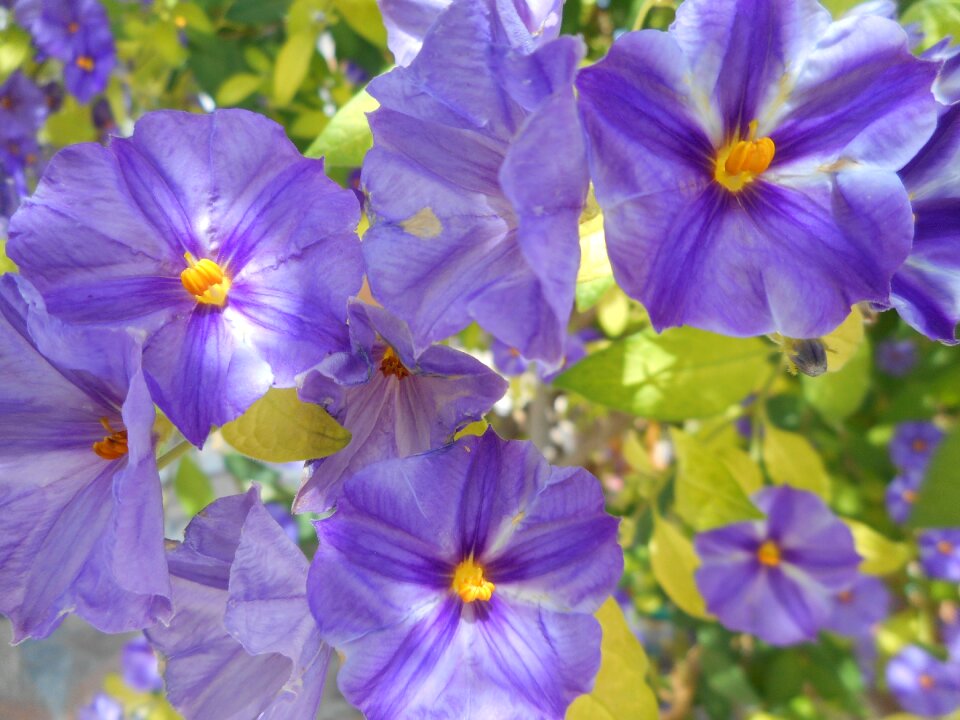 Plants violet flowers purple photo