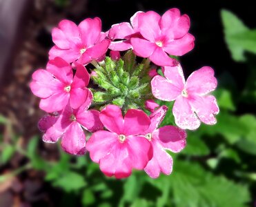 Pink vervain plant