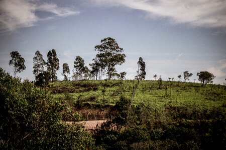 Trees green serra