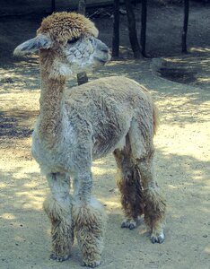 Artistic conception animal zoo