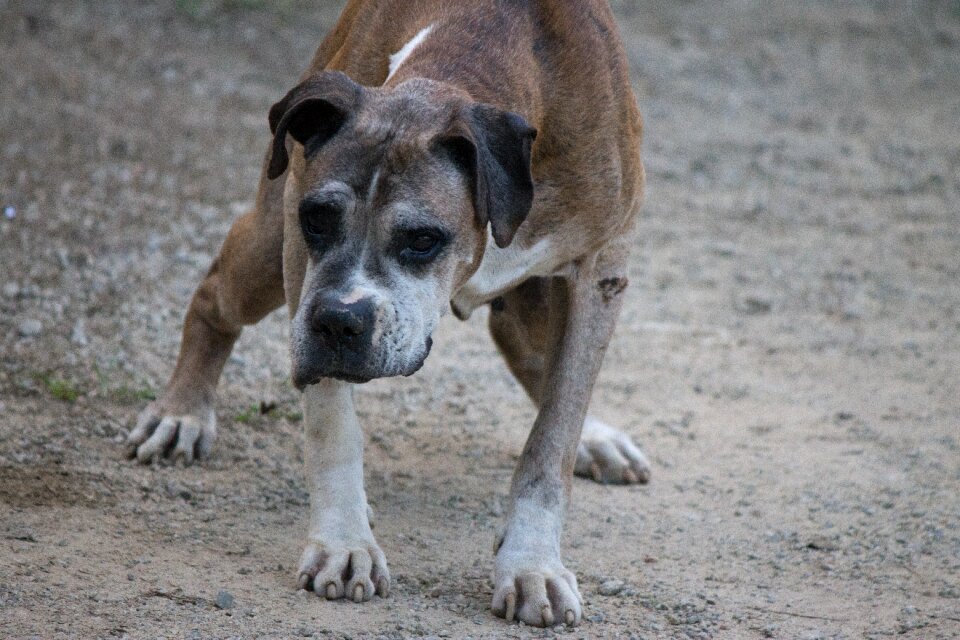 Animal animals domestic animals