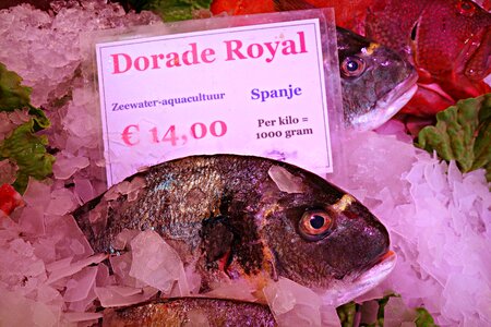 Fresh fresh fish raw fish