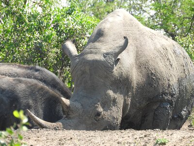 Endangered wild rhinoceros