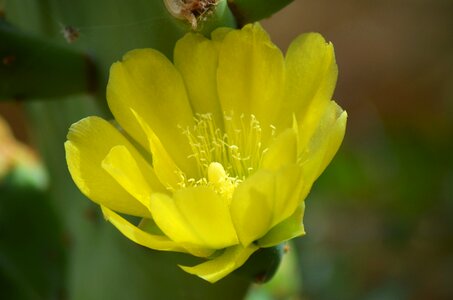 Thorns quills nature