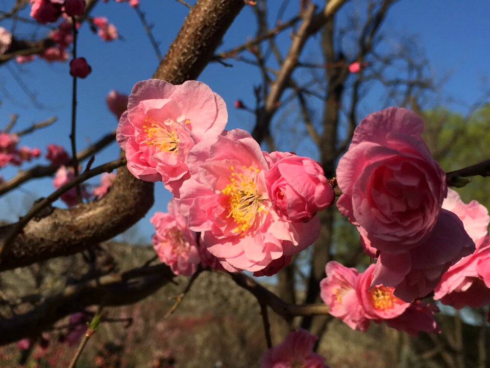 Plum blossom plum festival beijing