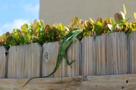 Spying reptile florida photo