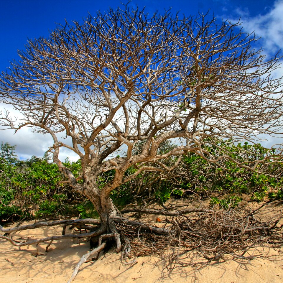 Tree branches nature wood