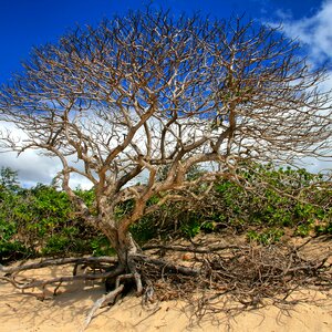 Tree branches nature wood