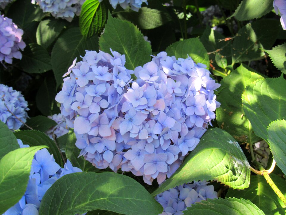 Nature garden botany
