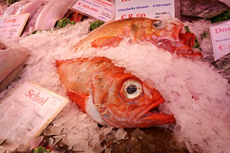 Fresh fresh fish raw fish photo