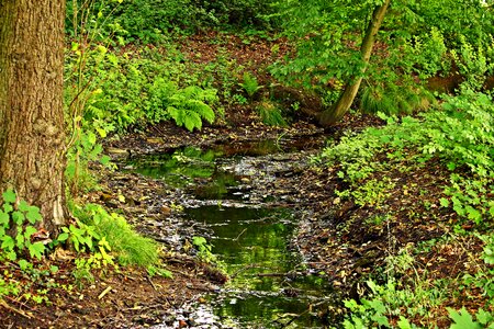 Waters trickle leaves