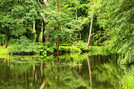 Trees waters water photo