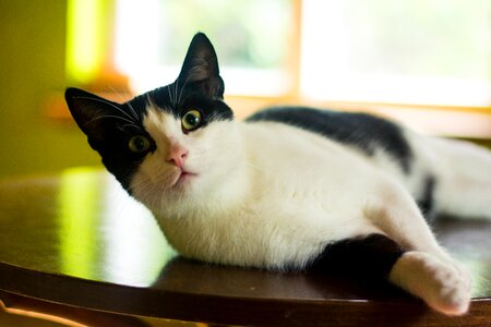 Pet it lies curiosity