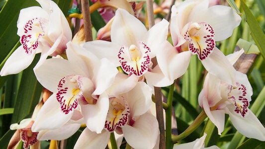 Petal white blossom