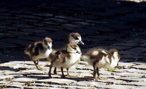 Nilgans young animal photos