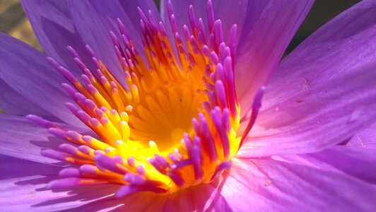 Nature lotus summer